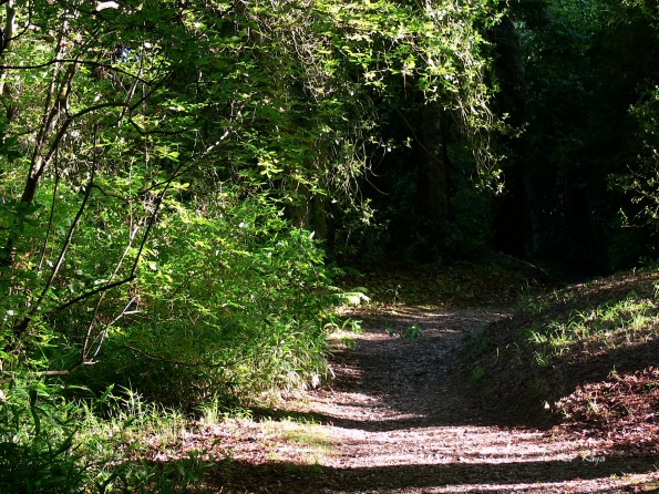 Bois des Moutiers (55) Juin 2012